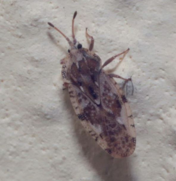 Tingidae: Tingis sp.?  S, Tingis cfr. cardui